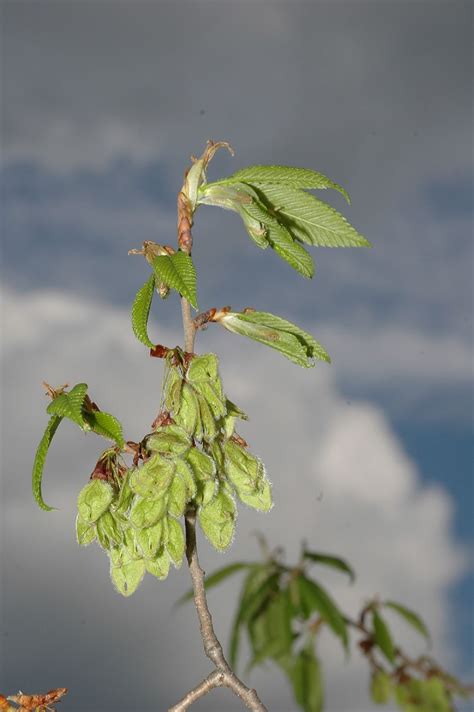 Ulmus Americana Ulmaceae