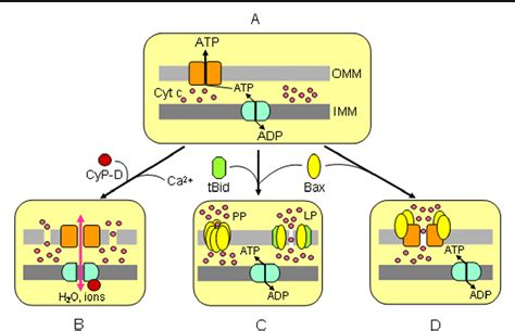 Mitochondrial Permeability Transition Pore Opening As An Endpoint To