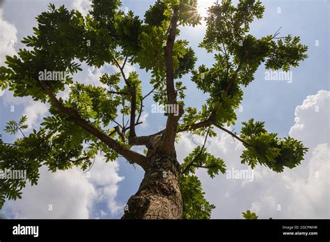 Árbol de la Selva Verde contra el cielo azul con algunas nubes wistha