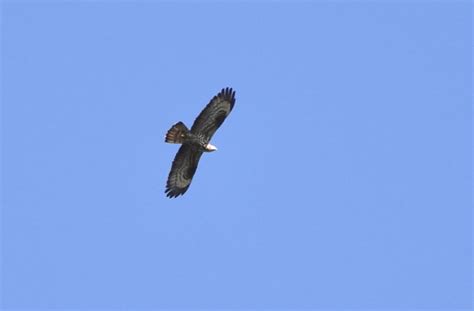 Sightings Archive - Birds of Poole Harbour