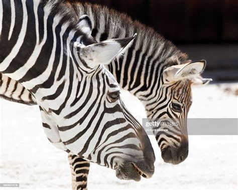 A Newborn Zebra Foal Staying Close To Its Mother Ugemba In The