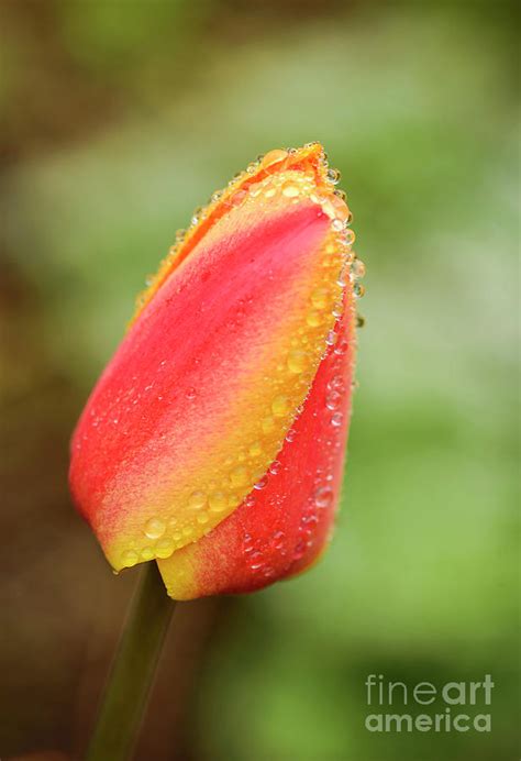 Dew And Tulips Photograph By Alana Ranney Fine Art America