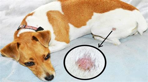 Ringworm in Dogs | Symptoms & Best Treatment