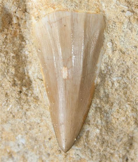 Fossil Mosasaurus Tooth In Matrix For Sale Fossilera