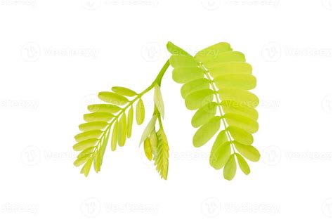 Tamarind leaves isolated on white background, Leaf pattern leaves ...