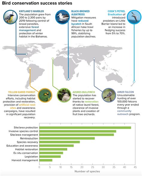 A shocking number of birds are in trouble - Big Think