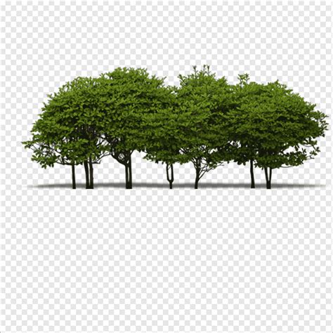 A Group Of Trees Trees Green Trees Green Png Pngwing