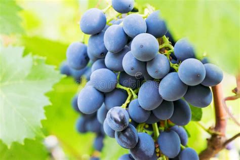 Close Up Dos Grupos De Uvas Para Vinho Azuis Maduras Na Videira Uvas