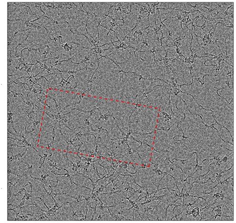 Cell 高宁团队揭示血红细胞spectrin Actin膜骨架系统的组织规则及结构稳 生物通