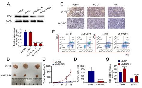 Fubp Knockdown Inhibited Tumor Growth In Lung Squamous Carcinoma Cells