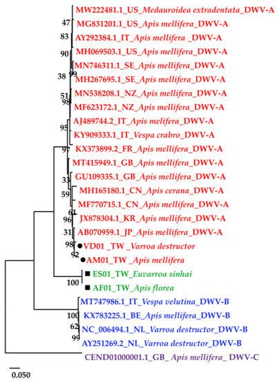 Insects Free Full Text A Novel Variant Of Deformed Wing Virus DWV