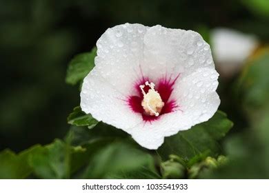 Rose Sharon National Flower Korea Dewdrop Stock Photo