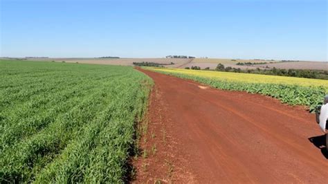 Canola Un Cultivo Rentable En Paraguay Agroempresario