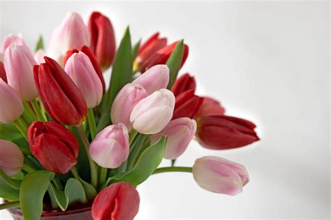 The Best Valentine's Day Flowers for Everyone | Petal Talk