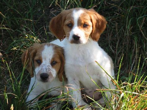 Photo Elevage Du Mas D Eyraud Eleveur De Chiens Setter Anglais