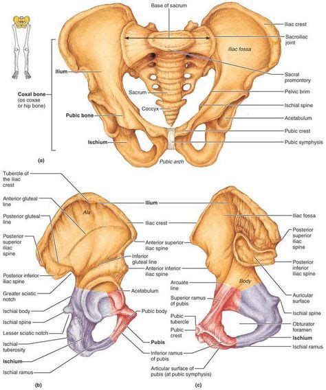 fig 7.27 Bones of the bony pelvis