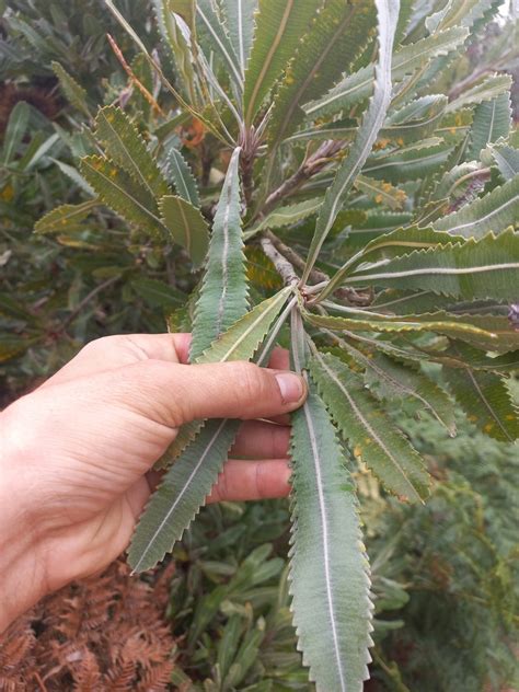 Old Man Banksia In November By Kjell Knable Inaturalist