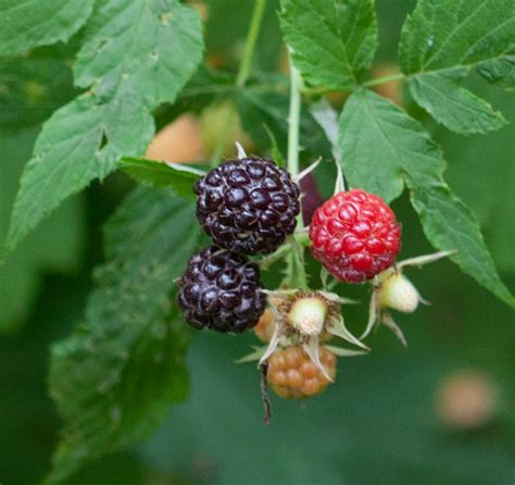 Nuncketest Black Raspberry