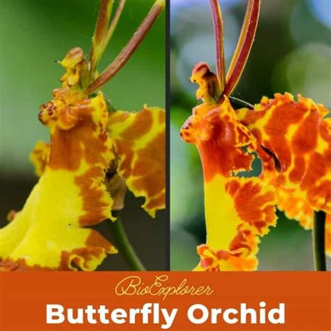 Butterfly Orchid Flower | Platanthera bifolia | Platanthera chlorantha