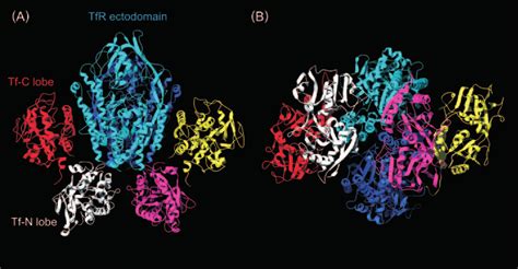 Cryo Em Model Of Diferric Tf Tfr Ectodomain Complex A Face On View