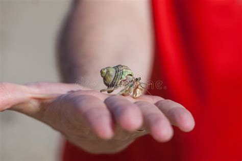 Crab Holding Stock Photo Image Of Finger Dangerous 80053218