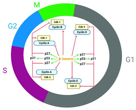 Ionone Modulates Several Cell Cycle Regulatory Proteins Causing Cell