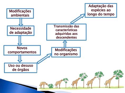 Evolução biológica 1