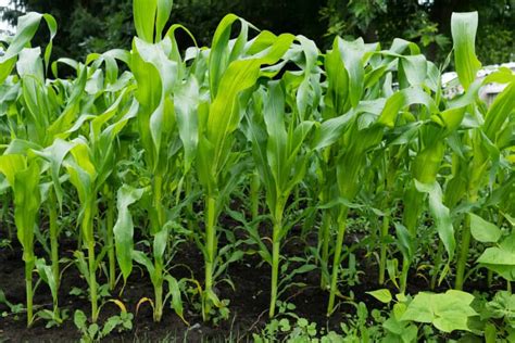 How To Plant And Grow Sweet Corn Harvest To Table