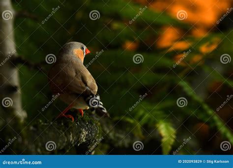 Zebra Finch Taeniopygia Guttata Male Stock Image Image Of Branch