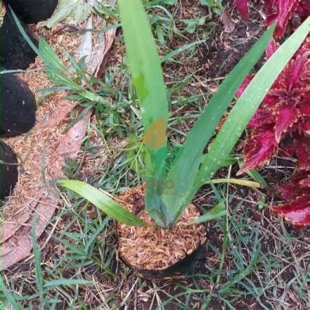 Jual Bibit Bunga Iris Kuning | Agro Bibit ID