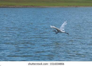 Single Great White Heron Flying Gracefully Stock Photo 1514334806 ...