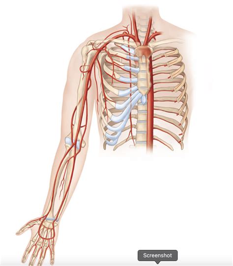 Upper Extremity Arteries Diagram Quizlet