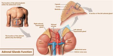 Adrenal Glands Function Adrenal Gland Hormones And Their Functions