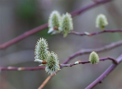 Pussy Willow Catkin Salix Goat Free Photo On Pixabay