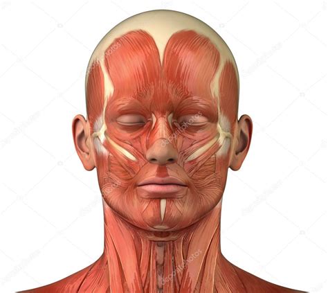 Facial muscular system anatomy front anterior view — Stock Photo ...