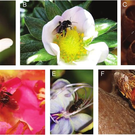 Some Species Of Stingless Bees In Brazil A Tetragonisca Angustula