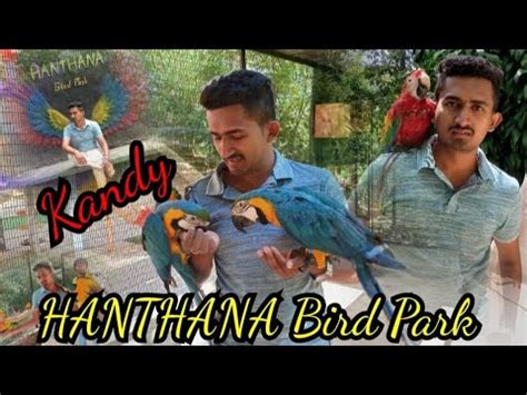 Hanthana Bird Park Hanthana International Bird