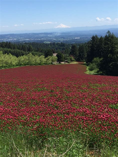 Spring Fields Of Clover In The Willamette Valley Willamette Valley