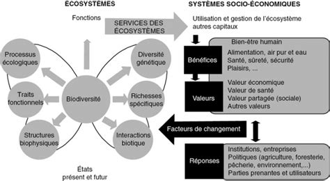 Les Services écosystémiques 2 Les Services écosystémiques Une