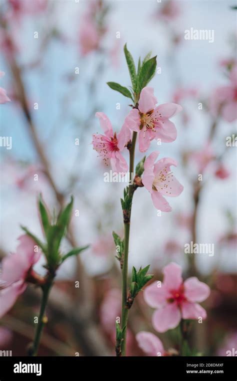 Bright Pink Spring Flowers Against A Blue Sky Spring Blooming Of