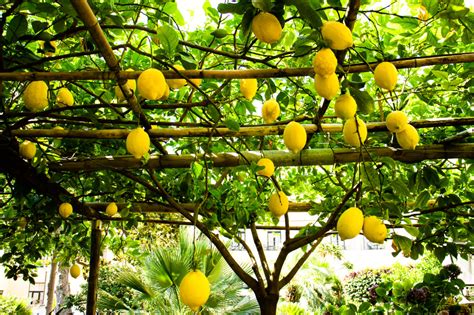 The Lemon Grove In Sorrento Italy Lemon Treats Sorrento Italy Aperol