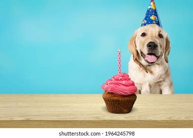 Funny Dog Birthday Cake Hat Stock Photo 1812548275 | Shutterstock