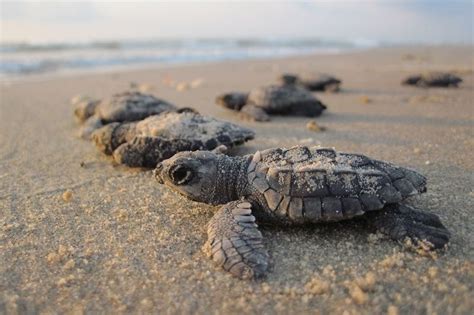 Liberación De Tortugas En México