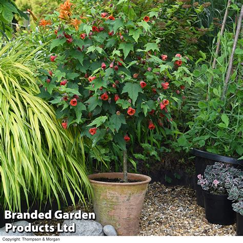 Abutilon Megapotamicum Trailing Abutilon Chinese Lantern Off