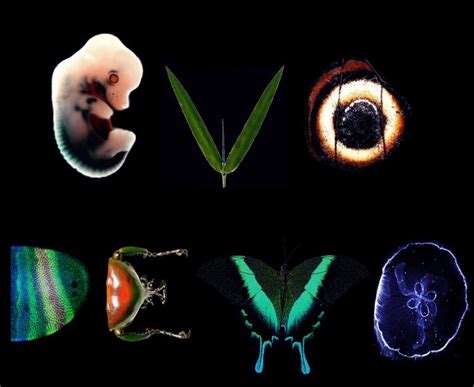 Evo-Devo in the Evolutionary Theory: The Challenges Ahead | Pikaia