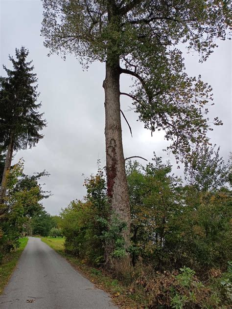 Topola Tartaczna Na Pniu Mi Sk Mazowiecki Olx Pl