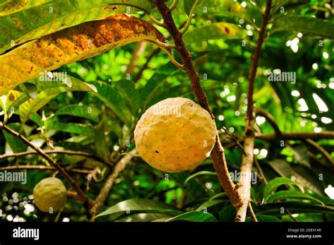 Exotic Yellow Fruit Of Wild Sweetsop Annona Reticulata Or Sugar Apple