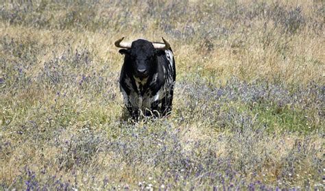 A Powerful Bull with Big Horns on the Field Stock Photo - Image of risk ...