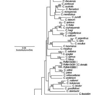 Garli Tree Inferred From The Maximum Likelihood Ml Analysis Of The