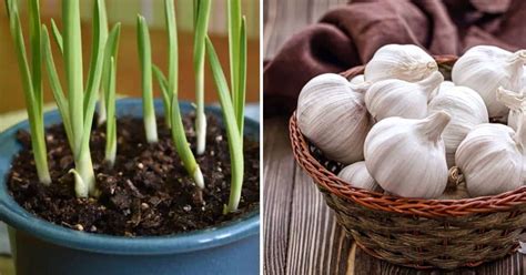 Stop Buying Garlic At Supermarkets Here S How To Grow A Bountiful